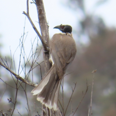 Philemon corniculatus (Noisy Friarbird) at Kambah Pool - 13 Nov 2023 by MatthewFrawley