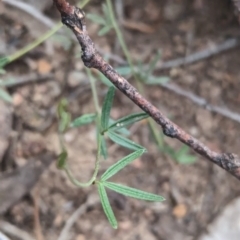 Glycine clandestina (Twining Glycine) at Coppabella, NSW - 14 Nov 2023 by Darcy