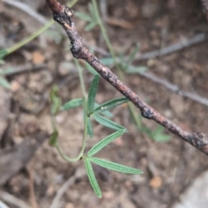 Glycine clandestina at Coppabella, NSW - suppressed