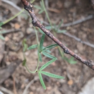 Glycine clandestina (Twining Glycine) at Coppabella, NSW - 13 Nov 2023 by Darcy