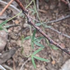 Glycine clandestina at Coppabella, NSW - 14 Nov 2023