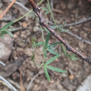 Glycine clandestina at Coppabella, NSW - suppressed