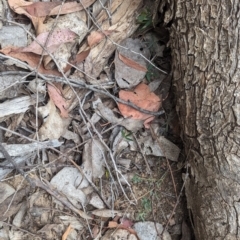 Glycine clandestina at Coppabella, NSW - suppressed