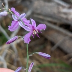 Arthropodium strictum (Chocolate Lily) at Coppabella, NSW - 14 Nov 2023 by Darcy