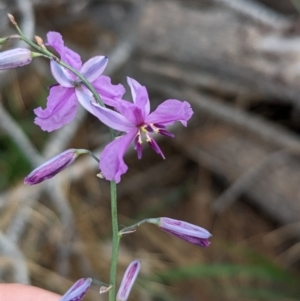 Arthropodium strictum at Coppabella, NSW - suppressed