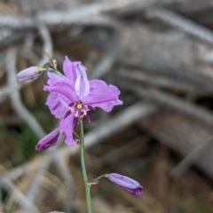 Arthropodium strictum at Coppabella, NSW - 14 Nov 2023