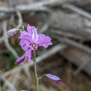 Arthropodium strictum at Coppabella, NSW - suppressed