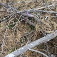 Arthropodium strictum at Coppabella, NSW - 14 Nov 2023