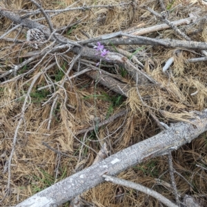 Arthropodium strictum at Coppabella, NSW - 14 Nov 2023