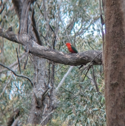 Alisterus scapularis (Australian King-Parrot) at Mundaroo Flora Reserve - 14 Nov 2023 by Darcy
