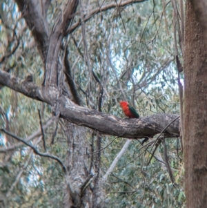 Alisterus scapularis at Mundaroo Flora Reserve - 14 Nov 2023