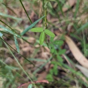 Glycine clandestina at Mundaroo Flora Reserve - suppressed