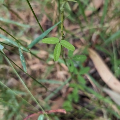 Glycine clandestina (Twining Glycine) at Coppabella, NSW - 14 Nov 2023 by Darcy