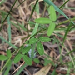 Glycine clandestina at Mundaroo Flora Reserve - suppressed