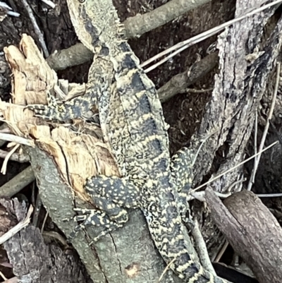 Intellagama lesueurii lesueurii (Eastern Water Dragon) at Alexandra Hills, QLD - 9 Nov 2023 by KL