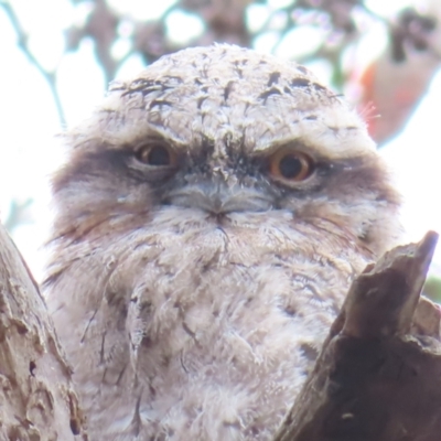 Podargus strigoides (Tawny Frogmouth) at Kambah Pool - 14 Nov 2023 by MatthewFrawley