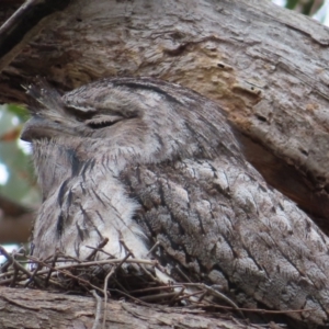 Podargus strigoides at Kambah, ACT - 14 Nov 2023 11:03 AM