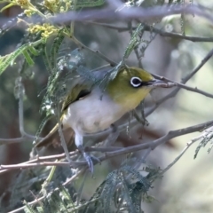 Zosterops lateralis (Silvereye) at Yarrow, NSW - 13 Nov 2023 by jb2602