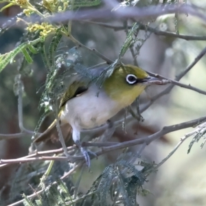 Zosterops lateralis at QPRC LGA - 13 Nov 2023