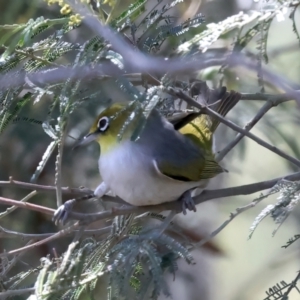 Zosterops lateralis at QPRC LGA - 13 Nov 2023