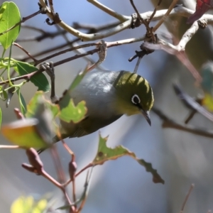 Zosterops lateralis at QPRC LGA - 13 Nov 2023