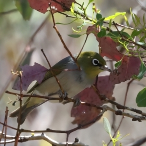 Zosterops lateralis at QPRC LGA - 13 Nov 2023