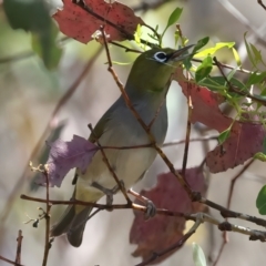 Zosterops lateralis at QPRC LGA - 13 Nov 2023