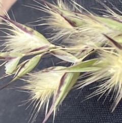 Rytidosperma tenuius (Purplish Wallaby Grass) at Hughes Grassy Woodland - 5 Nov 2023 by KL