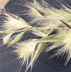 Rytidosperma tenuius (Purplish Wallaby Grass) at Hughes, ACT - 5 Nov 2023 by KL