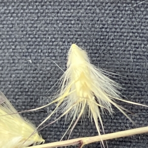 Rytidosperma tenuius at Red Hill to Yarralumla Creek - 5 Nov 2023