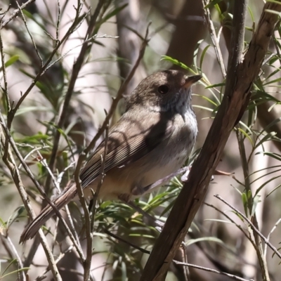 Acanthiza pusilla (Brown Thornbill) at Yarrow, NSW - 13 Nov 2023 by jb2602