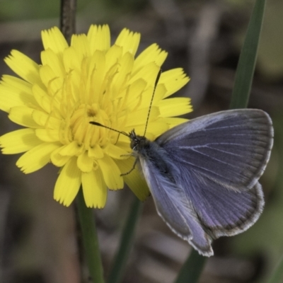 Zizina otis (Common Grass-Blue) at McKellar, ACT - 14 Nov 2023 by kasiaaus