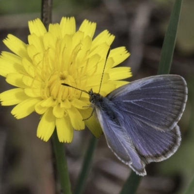 Zizina otis (Common Grass-Blue) at Croke Place Grassland (CPG) - 13 Nov 2023 by kasiaaus