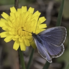Zizina otis (Common Grass-Blue) at McKellar, ACT - 13 Nov 2023 by kasiaaus