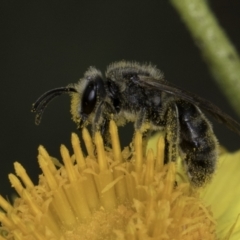 Lasioglossum (Chilalictus) lanarium (Halictid bee) at Croke Place Grassland (CPG) - 13 Nov 2023 by kasiaaus