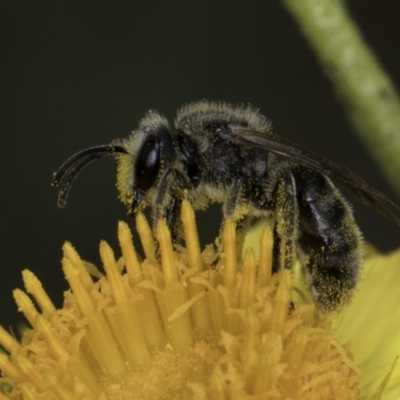 Lasioglossum (Chilalictus) lanarium (Halictid bee) at McKellar, ACT - 14 Nov 2023 by kasiaaus