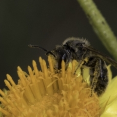 Lasioglossum (Chilalictus) lanarium at McKellar, ACT - 14 Nov 2023