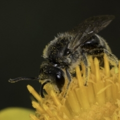 Lasioglossum (Chilalictus) lanarium at McKellar, ACT - 14 Nov 2023