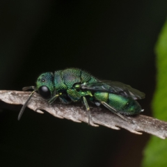 Chrysididae (family) (Cuckoo wasp or Emerald wasp) at Mulanggari Grasslands - 14 Nov 2023 by amiessmacro