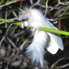 Trichiocercus sparshalli (Sparshall's Moth) at Tinderry, NSW - 12 Nov 2023 by Harrisi