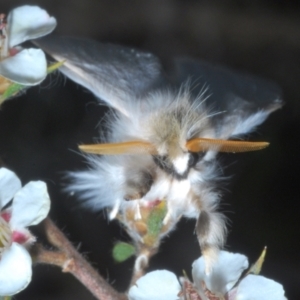 Trichiocercus sparshalli at Tinderry Mountains - 12 Nov 2023