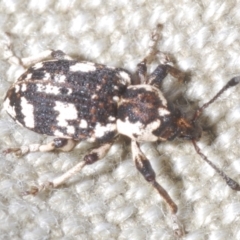 Pelororhinus perdix (Strawberry weevil) at Tuggeranong Hill - 10 Nov 2023 by Harrisi