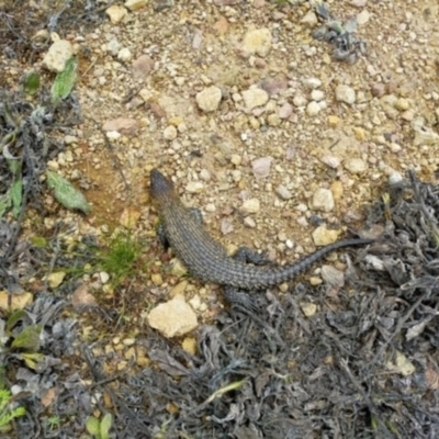 Egernia cunninghami (Cunningham's Skink) at Majura, ACT - 30 Oct 2020 by LMS