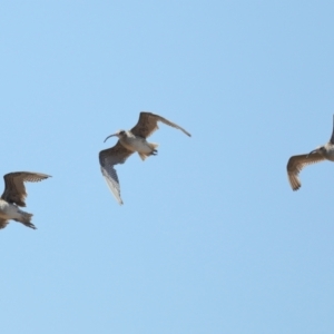 Numenius madagascariensis at Cleveland, QLD - 13 Nov 2023