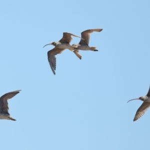 Numenius madagascariensis at Cleveland, QLD - 13 Nov 2023