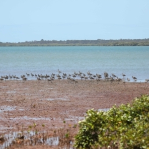 Numenius madagascariensis at Cleveland, QLD - 13 Nov 2023