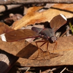 Comptosia stria (A bee fly) at Jellore State Forest - 10 Nov 2023 by Curiosity