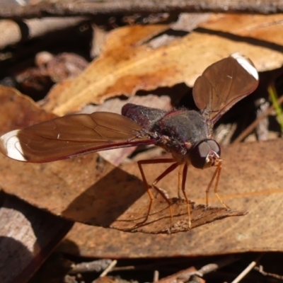 Comptosia stria (A bee fly) at Woodlands, NSW - 9 Nov 2023 by Curiosity