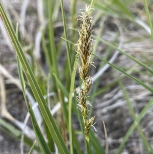 Carex incomitata at Namadgi National Park - 12 Nov 2023 04:12 PM