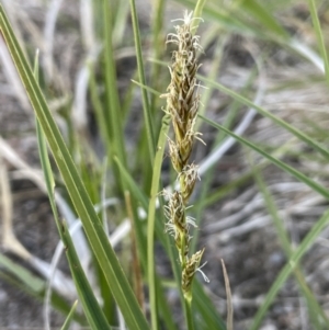 Carex incomitata at Namadgi National Park - 12 Nov 2023